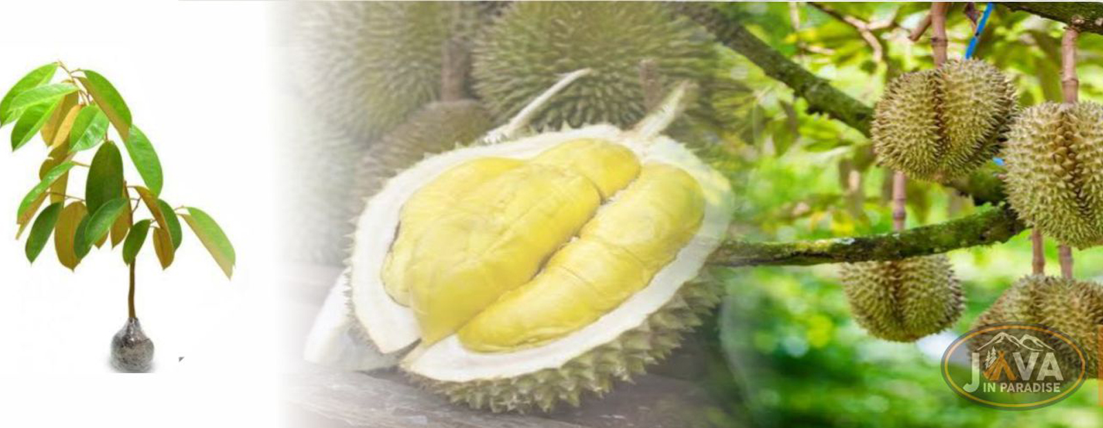Slider Image Alt Text 3